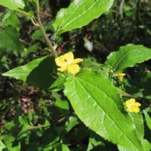 Goodenia ovata at Budawang, NSW - 24 May 2023 11:31 AM