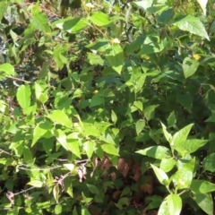 Goodenia ovata at Budawang, NSW - 24 May 2023