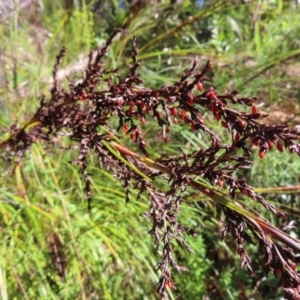 Gahnia sieberiana at Budawang, NSW - suppressed