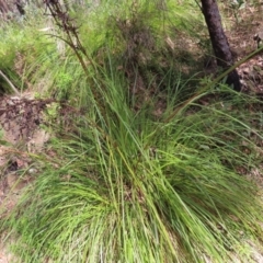 Gahnia sieberiana at Budawang, NSW - 24 May 2023