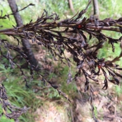 Gahnia sieberiana at Budawang, NSW - 24 May 2023