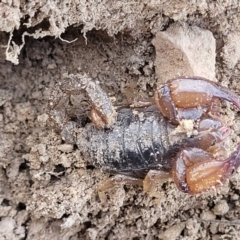 Urodacus manicatus (Black Rock Scorpion) at Mundoonen Nature Reserve - 25 May 2023 by trevorpreston
