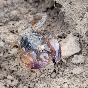 Urodacus manicatus at Manton, NSW - 25 May 2023 10:07 AM