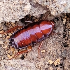 Platyzosteria similis at Manton, NSW - 25 May 2023 by trevorpreston