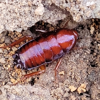 Unidentified Cockroach (Blattodea, several families) at Manton, NSW - 25 May 2023 by trevorpreston