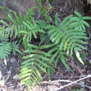 Blechnum ambiguum at Budawang, NSW - 24 May 2023 11:41 AM