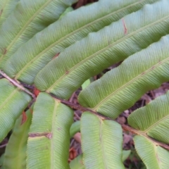 Blechnum ambiguum at Budawang, NSW - 24 May 2023
