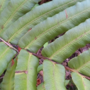 Blechnum ambiguum at Budawang, NSW - 24 May 2023