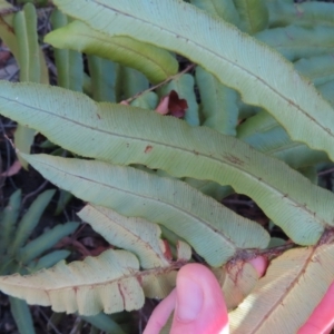 Blechnum ambiguum at Budawang, NSW - 24 May 2023