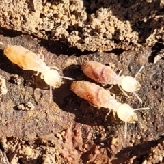 Termitoidae (informal group) (Unidentified termite) at Manton, NSW - 25 May 2023 by trevorpreston