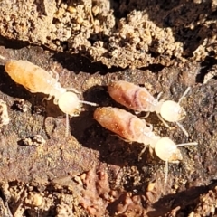 Unidentified Termite (superfamily Termitoidea) at Mundoonen Nature Reserve - 25 May 2023 by trevorpreston