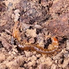 Scolopendromorpha (order) (A centipede) at Manton, NSW - 25 May 2023 by trevorpreston