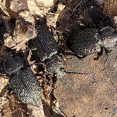 Adelium porcatum (Darkling Beetle) at Mundoonen Nature Reserve - 25 May 2023 by trevorpreston