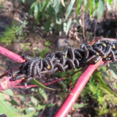 Perginae sp. (subfamily) (Unidentified pergine sawfly) at Budawang, NSW - 24 May 2023 by MatthewFrawley