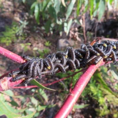 Perginae sp. (subfamily) (Unidentified pergine sawfly) at QPRC LGA - 24 May 2023 by MatthewFrawley