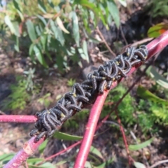 Perginae sp. (subfamily) at Budawang, NSW - 24 May 2023