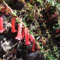 Epacris impressa (Common Heath) at Budawang, NSW - 24 May 2023 by MatthewFrawley