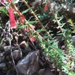 Epacris impressa at Budawang, NSW - 24 May 2023