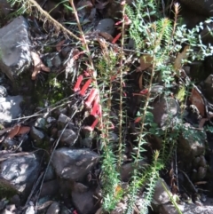 Epacris impressa at Budawang, NSW - 24 May 2023