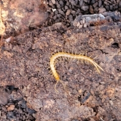 Cryptops sp. (genus) (Blind Scolopendroid Centipede) at Manton, NSW - 24 May 2023 by trevorpreston