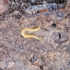 Cryptops sp. (genus) at Manton, NSW - 25 May 2023 09:55 AM