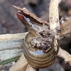 Fletchamia quinquelineata (Five-striped flatworm) at Manton, NSW - 25 May 2023 by trevorpreston