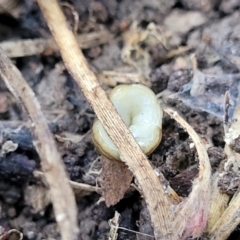 Fletchamia quinquelineata at Manton, NSW - 25 May 2023