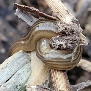 Fletchamia quinquelineata at Manton, NSW - 25 May 2023