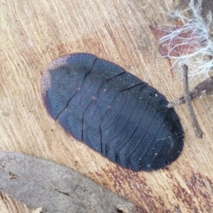 Laxta sp. (genus) at Manton, NSW - 25 May 2023