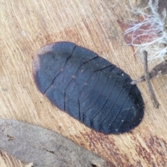 Laxta sp. (genus) (Bark cockroach) at Mundoonen Nature Reserve - 24 May 2023 by trevorpreston