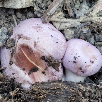 Cortinarius sp. - lilac, blue(ish), purple(ish) at Mundoonen Nature Reserve - 24 May 2023 by trevorpreston