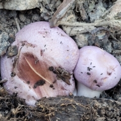 Unidentified Cap on a stem; gills below cap [mushrooms or mushroom-like] at Mundoonen Nature Reserve - 24 May 2023 by trevorpreston