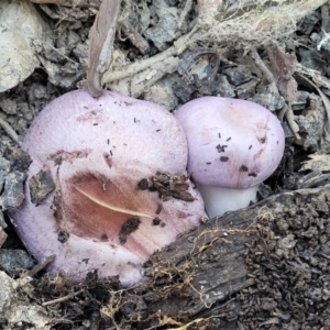 Cortinarius sp. - lilac, blue(ish), purple(ish) at Mundoonen Nature Reserve - 25 May 2023 09:34 AM