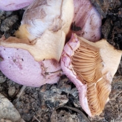 Cortinarius sp. - lilac, blue(ish), purple(ish) at Mundoonen Nature Reserve - 25 May 2023