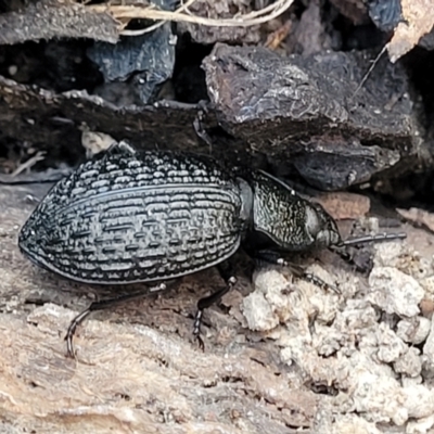 Adelium porcatum (Darkling Beetle) at Manton, NSW - 25 May 2023 by trevorpreston