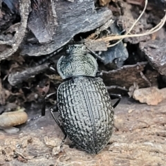 Adelium porcatum at Manton, NSW - 25 May 2023