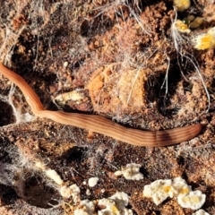 Fletchamia quinquelineata (Five-striped flatworm) at Lade Vale, NSW - 25 May 2023 by trevorpreston