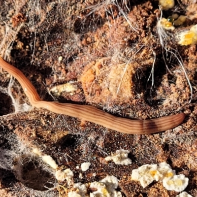 Fletchamia quinquelineata (Five-striped flatworm) at Lade Vale, NSW - 24 May 2023 by trevorpreston