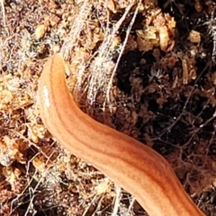 Fletchamia quinquelineata at Lade Vale, NSW - 25 May 2023