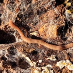 Fletchamia quinquelineata at Lade Vale, NSW - 25 May 2023