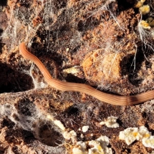 Fletchamia quinquelineata at Lade Vale, NSW - 25 May 2023