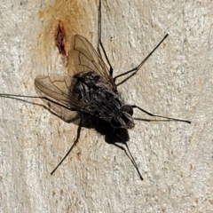 Senostoma sp. (genus) (A parasitoid tachinid fly) at Manton, NSW - 25 May 2023 by trevorpreston