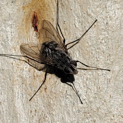 Senostoma sp. (genus) (A parasitoid tachinid fly) at Manton, NSW - 24 May 2023 by trevorpreston