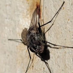 Senostoma sp. (genus) at Manton, NSW - 25 May 2023