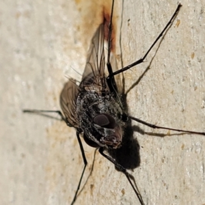 Senostoma sp. (genus) at Manton, NSW - 25 May 2023