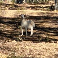 Capra hircus (Goat) at Mundoonen Nature Reserve - 24 May 2023 by trevorpreston