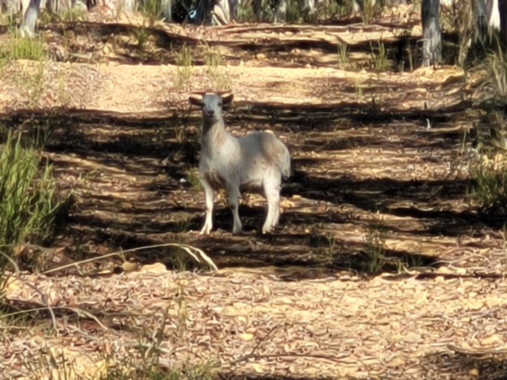 Capra hircus at Lade Vale, NSW - 25 May 2023