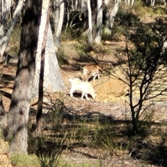 Capra hircus at Lade Vale, NSW - 25 May 2023