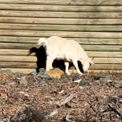 Capra hircus at Lade Vale, NSW - 25 May 2023