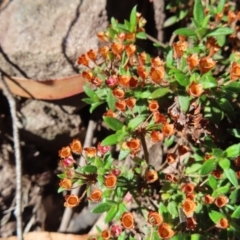 Pomax umbellata (A Pomax) at Budawang, NSW - 24 May 2023 by MatthewFrawley